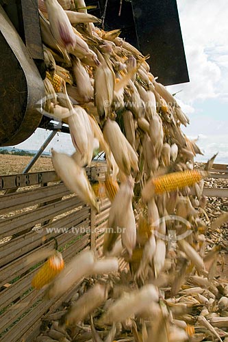  Assunto: Descarga de espigas de milho para venda de sementes / Local: Guarda-Mor - Minas Gerais (MG) - Data: Setembro de 2008 