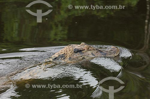  Assunto: Jacaré-açu (melanosuchus niger) no lago Mamirauá, junto da Pousada Uacari na Reserva de Desenvolvimento Sustentável (RDS) Mamirauá  / Local:  Amazonas (AM) - Brasil  / Data: 03/2007 