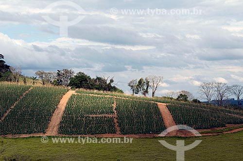  Assunto: Plantação de tomate envarado em encosta de morro  / Local:  Carmo do Rio Claro - Minas Gerais - MG  / Data: 07/2009 