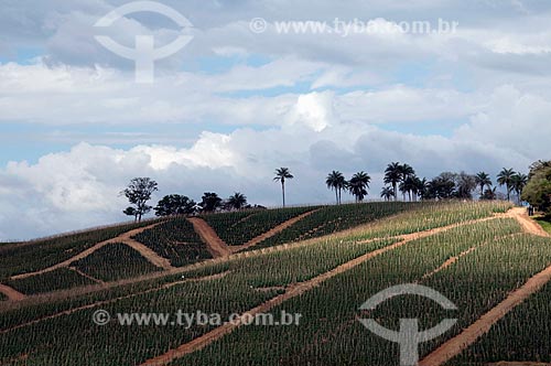  Assunto: Plantação de tomate envarado em encosta de morro  / Local:  Carmo do Rio Claro - Minas Gerais - MG  / Data: 07/2009 