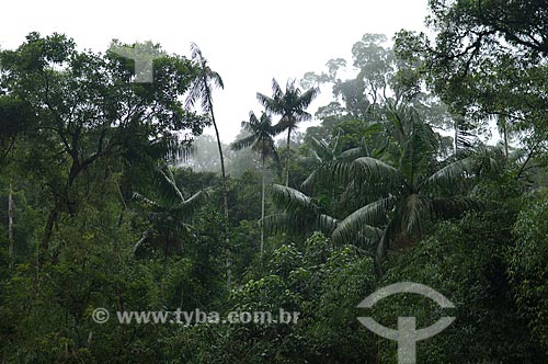  Assunto: Mata atlântica durante nevoeiro, no Parque Nacional do Itatiaia  / Local:  Rio de Janeiro - RJ - Brasil  / Data: 2008 