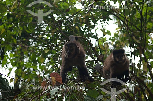  Assunto: Macaco-prego (Cebus nigritus) na mata atlântica do Parque Nacional do Itatiaia  / Local:  Rio de Janeiro - RJ - Brasil  / Data: 2008 