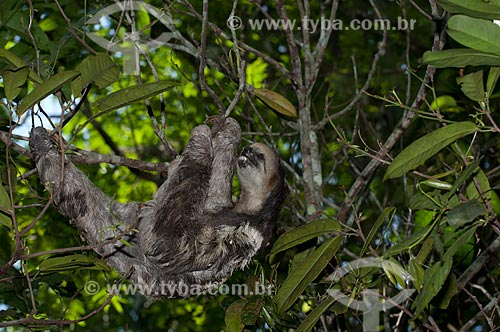  Assunto: Preguiça-de-três-dedos, ou preguiça-bentinho (Bradypus tridactylus) comendo folhas no Parque Municipal do Mindu  / Local:  Manaus -  Amazonas - AM - Brasil  / Data: 2007 