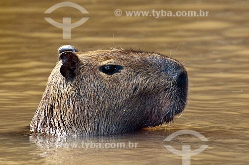  Assunto: Capivara nadando na lagoa / Local: Pantanal - Mato Grosso do Sul - MS - Brasil / Data: 10/2010 