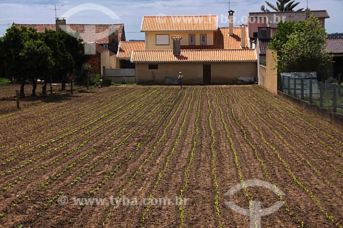  Assunto: Pequena propiedade de agricultura familiar / Local: Águeda - Portugal - Europa / Data: 03/2011 