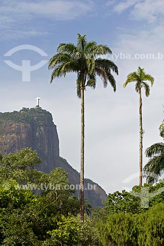  Assunto: Palmeiras Imperiais com Cristo Redentor ao fundo - Jardim Botânico / Local: Jardim Botânico - Rio de Janeiro - RJ - Brasil / Data: 02/2011 