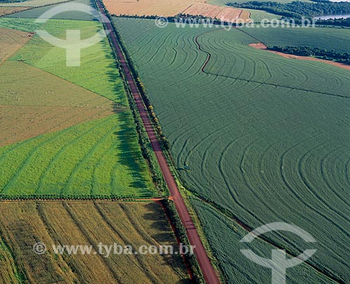  Assunto: Plantação de soja / Local: Assis Chateaubriand - Paraná (PR) - Brasil / Data: 2009 