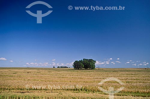  Assunto: Plantação de arroz / Local: Dom Pedrito - Rio Grande do Sul (RS) - Brasil / Data: 2009 