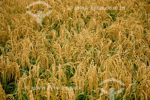  Assunto: Plantação de Arroz / Local: Dom Pedrito - Rio Grande do Sul (RS) - Brasil / Data: 2009 