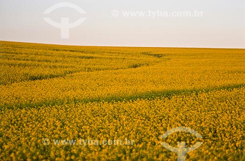  Assunto: Plantação de Canola / Local: Santo Cristo - Rio Grande do Sul (RS) - Brasil / Data: 2010 