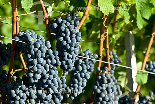  Assunto: Plantação de uvas para produção de vinho - Vinícola Miolo / Local: Bento Gonçalves - Rio Grande do Sul (RS) - Brasil / Data: 02/2009 