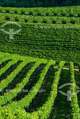  Assunto: Plantação de uvas para produção de vinho - Vinícola Miolo / Local: Bento Gonçalves - Rio Grande do Sul (RS) - Brasil / Data: 02/2009 