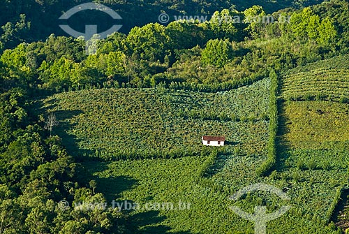  Assunto: Plantação de uvas para produção de vinho - Vinícola Miolo / Local: Bento Gonçalves - Rio Grande do Sul (RS) - Brasil / Data: 02/2009 