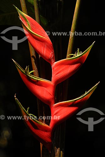  Assunto: Detalhe de planta no Jardim Botânico / Local: Jardim Botânico - Rio de Janeiro (RJ) - Brasil / Data: 11/2010 