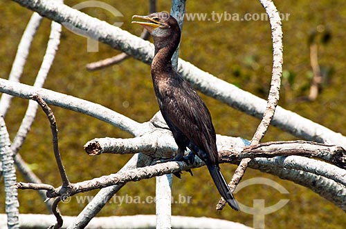  Assunto: Biguá (Phalacrocorax brasilianus) - Pantanal Matogrossense / Local: Corumbá - Mato Grosso do Sul (MS) - Brasil / Data: 10/2010 