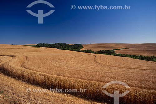  Assunto: Plantação de trigo / Local: Vacaria - Rio Grande do Sul (RS) - Brasil / Data: 2008 