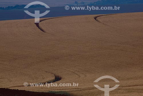  Assunto: Plantação de trigo  / Local: Panambi - Rio Grande do Sul (RS) - Brasil / Data: 2010 