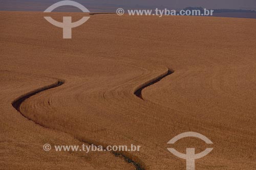  Assunto: Plantação de trigo  / Local: Panambi - Rio Grande do Sul (RS) - Brasil / Data: 2010 