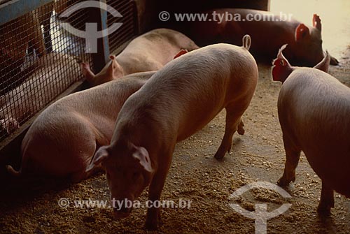  Assunto: Criação de suínos / Local: Chapecó - Santa Catarina (SC) - Brasil / Data: 2003 