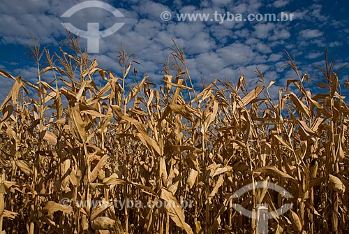  Assunto: Plantação de milho na Fazenda Planalto  / Local: Costa Rica - Mato Grosso do Sul (MS) - Brasil / Data: 2010 