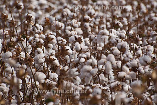  Assunto: Plantação de algodão  / Local: Costa Rica - Mato Grosso do Sul (MS) - Brasil / Data: 2010 