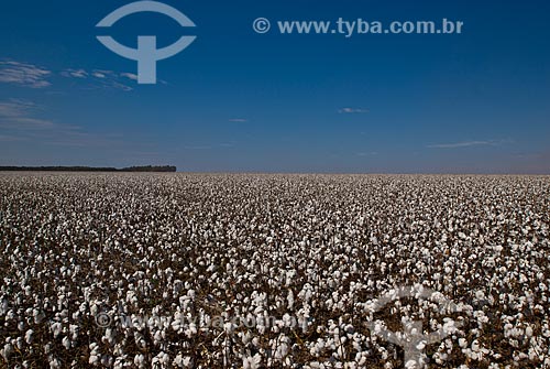  Assunto: Plantação de algodão  / Local: Costa Rica - Mato Grosso do Sul (MS) - Brasil / Data: 2010 