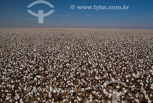  Assunto: Plantação de algodão  / Local: Costa Rica - Mato Grosso do Sul (MS) - Brasil / Data: 2010 
