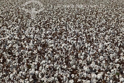  Assunto: Plantação de algodão  / Local: Costa Rica - Mato Grosso do Sul (MS) - Brasil / Data: 2010 