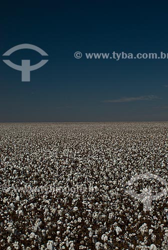  Assunto: Plantação de algodão  / Local: Costa Rica - Mato Grosso do Sul (MS) - Brasil / Data: 2010 