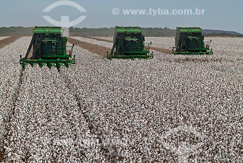  Assunto: Colheita de algodão na Fazenda Planalto / Local: Costa Rica - Mato Grosso do Sul (MS) - Brasil / Data: 07/2010 