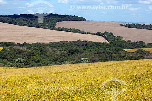  Assunto: Plantação de soja com floresta de reserva legal ao fundo / Local: Carazinho - Rio Grande do Sul (RS) - Brasil / Data: 04/2011 