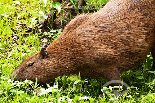  Assunto: Capivara (Hydrochoerus hydrochaeris)   / Local: Corumbá - Mato Grosso do Sul (MS) - Brasil / Data: 10/2010 