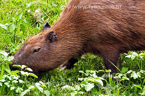  Assunto: Capivara (Hydrochoerus hydrochaeris)    / Local: Corumbá - Mato Grosso do Sul (MS) - Brasil / Data: 10/2010 