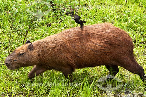  Assunto: Capivara (Hydrochoerus hydrochaeris)    / Local: Corumbá - Mato Grosso do Sul (MS) - Brasil / Data: 10/2010 