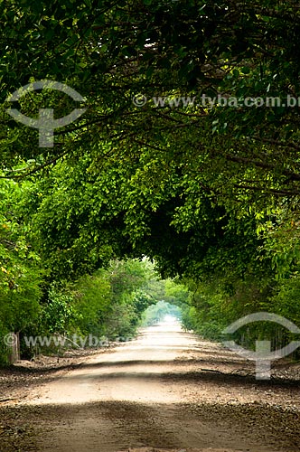  Assunto: Estrada Parque Pantanal  / Local: Corumbá - Mato Grosso do Sul (MS) - Brasil / Data: 10/2010 