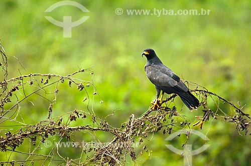  Assunto: G|avião-caramujeiro (Rostrhamus sociabilis) / Local: Corumbá - Mato Grosso do Sul (MS) - Brasil / Data: 10/2010 