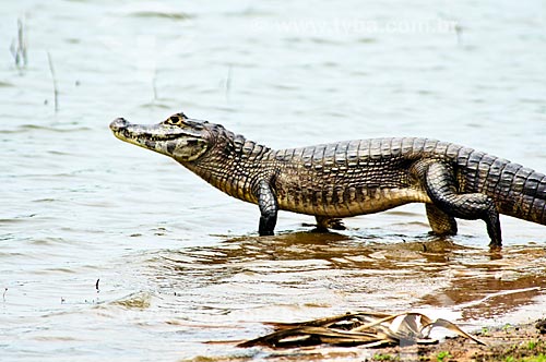  Assunto: Jacaré-do-pantanal ou Jacaré-do-paraguai (Caiman yacare) / Local: Corumbá - Mato Grosso do Sul (MS) - Brasil / Data: 10/2010 