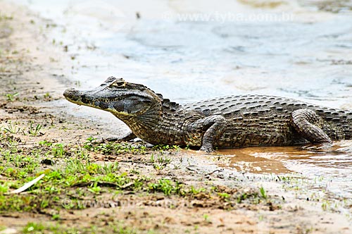  Assunto: Jacaré-do-pantanal ou Jacaré-do-paraguai (Caiman yacare) / Local: Corumbá - Mato Grosso do Sul (MS) - Brasil / Data: 10/2010 