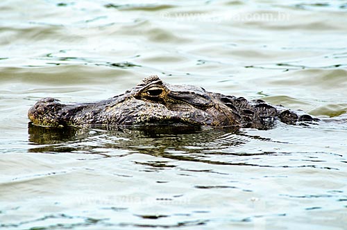  Assunto: Jacaré-do-pantanal ou Jacaré-do-paraguai (Caiman yacare) / Local: Corumbá - Mato Grosso do Sul (MS) - Brasil / Data: 10/2010 