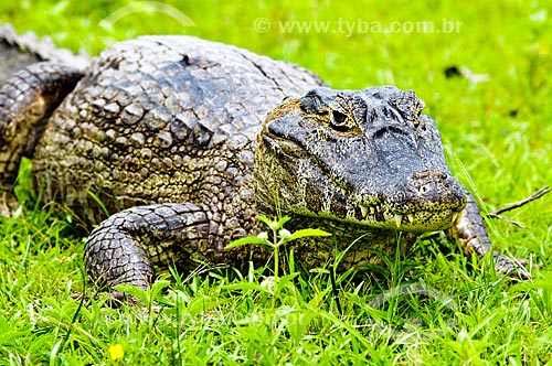  Assunto: Jacaré-do-pantanal ou Jacaré-do-paraguai (Caiman yacare) / Local: Corumbá - Mato Grosso do Sul (MS) - Brasil / Data: 10/2010 