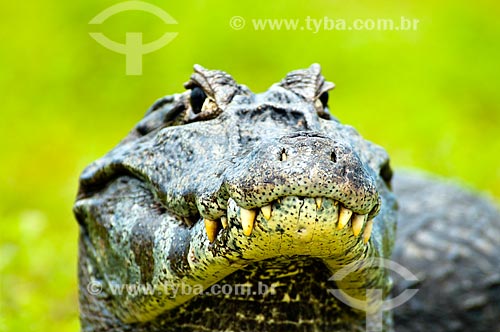  Assunto: Jacaré-do-pantanal ou Jacaré-do-paraguai (Caiman yacare) / Local: Corumbá - Mato Grosso do Sul (MS) - Brasil / Data: 10/2010 