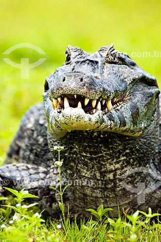  Assunto: Jacaré-do-pantanal ou Jacaré-do-paraguai (Caiman yacare) / Local: Corumbá - Mato Grosso do Sul (MS) - Brasil / Data: 10/2010 