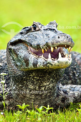  Assunto: Jacaré-do-pantanal ou Jacaré-do-paraguai (Caiman yacare) / Local: Corumbá - Mato Grosso do Sul (MS) - Brasil / Data: 10/2010 