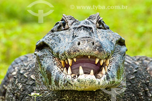  Assunto: Jacaré-do-pantanal ou Jacaré-do-paraguai (Caiman yacare) / Local: Corumbá - Mato Grosso do Sul (MS) - Brasil / Data: 10/2010 