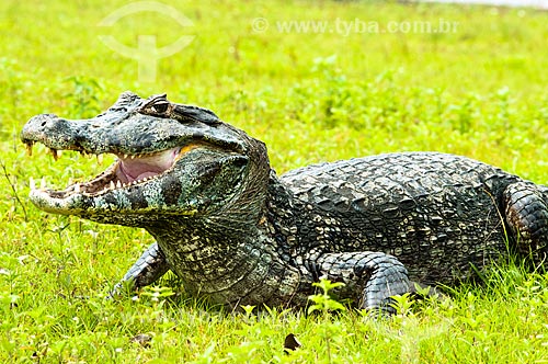  Assunto: Jacaré-do-pantanal ou Jacaré-do-paraguai (Caiman yacare) / Local: Corumbá - Mato Grosso do Sul (MS) - Brasil / Data: 10/2010 