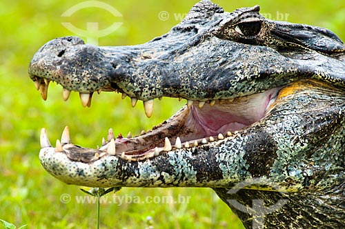  Assunto: Jacaré-do-pantanal ou Jacaré-do-paraguai (Caiman yacare) / Local: Corumbá - Mato Grosso do Sul (MS) - Brasil / Data: 10/2010 