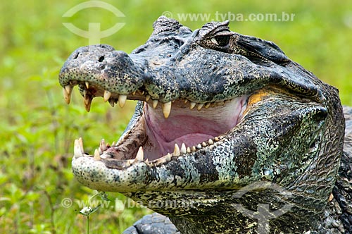  Assunto: Jacaré-do-pantanal ou Jacaré-do-paraguai (Caiman yacare) / Local: Corumbá - Mato Grosso do Sul (MS) - Brasil / Data: 10/2010 