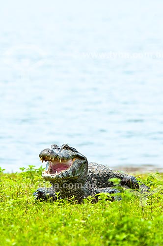  Assunto: Jacaré-do-pantanal ou Jacaré-do-paraguai (Caiman yacare) / Local: Corumbá - Mato Grosso do Sul (MS) - Brasil / Data: 10/2010 