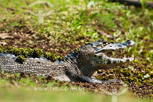  Assunto: Jacaré-do-pantanal ou Jacaré-do-paraguai (Caiman yacare) / Local: Corumbá - Mato Grosso do Sul (MS) - Brasil / Data: 10/2010 