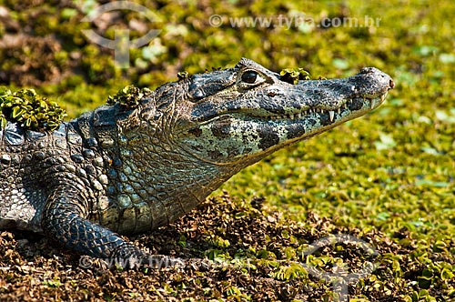  Assunto: Jacaré-do-pantanal ou Jacaré-do-paraguai (Caiman yacare) / Local: Corumbá - Mato Grosso do Sul (MS) - Brasil / Data: 10/2010 